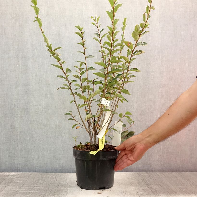 Esemplare di Cotoneaster lucidus Vaso da 2L/3L consegnato in estate