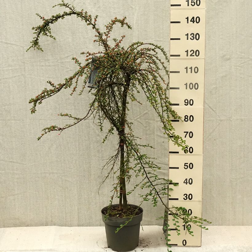 Esemplare di Cotoneaster praecox Boer Vaso da 7,5L/10L consegnato in estate