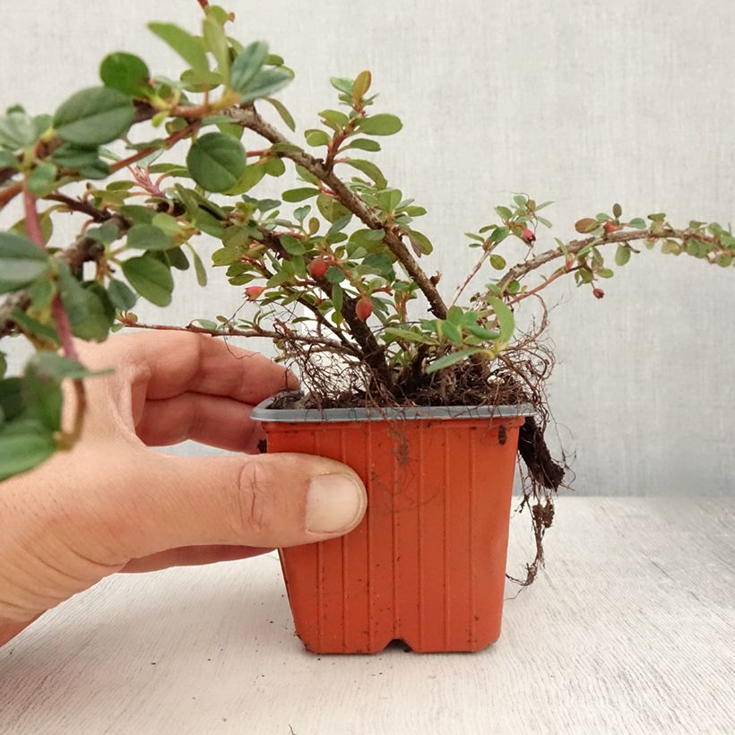 Esemplare di Cotoneaster procumbens Queen of Carpets Vasetto da 8/9 cm consegnato in estate
