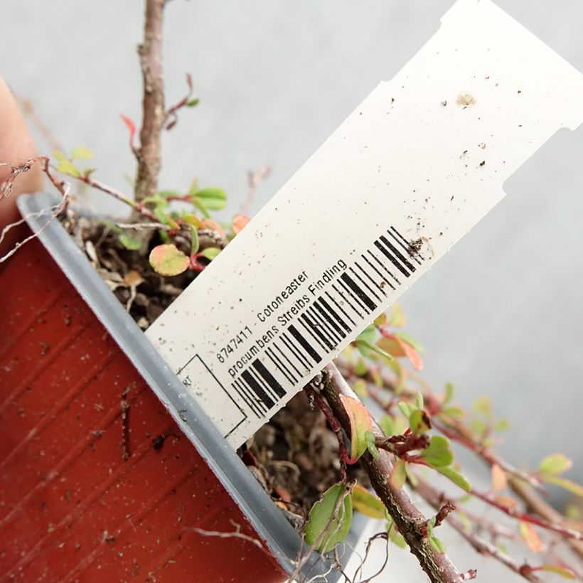 Esemplare di Cotoneaster procumbens Streibs Findling Vasetto da 8/9 cm consegnato in estate