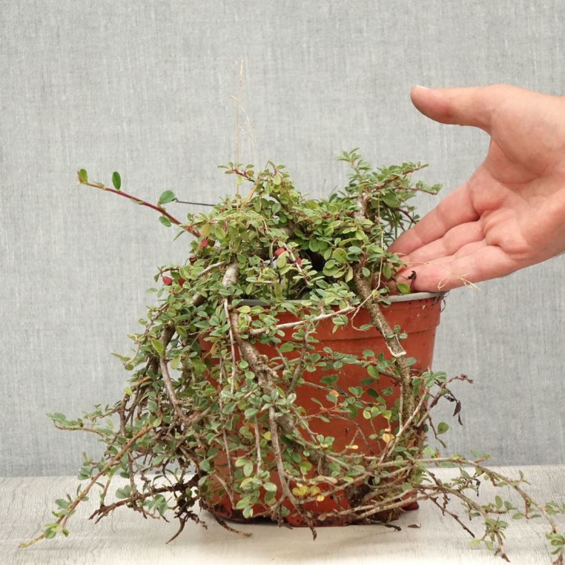 Esemplare di Cotoneaster procumbens Streibs Findling Vaso da 1,5L/2L consegnato in estate