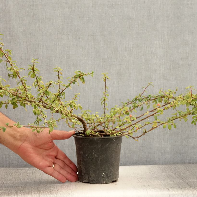 Esemplare di Cotoneaster suecicus Skogholm Vaso da 1L/1,5L consegnato in estate