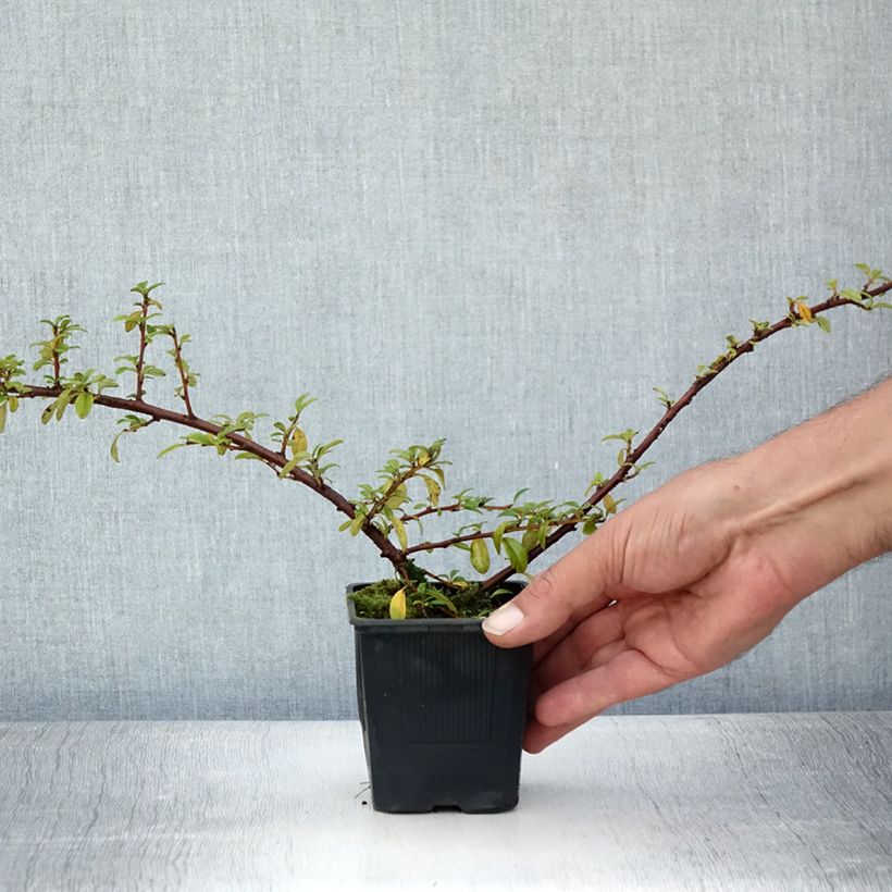 Esemplare di Cotoneaster suecicus Skogholm Vasetto da 8/9 cm consegnato in estate