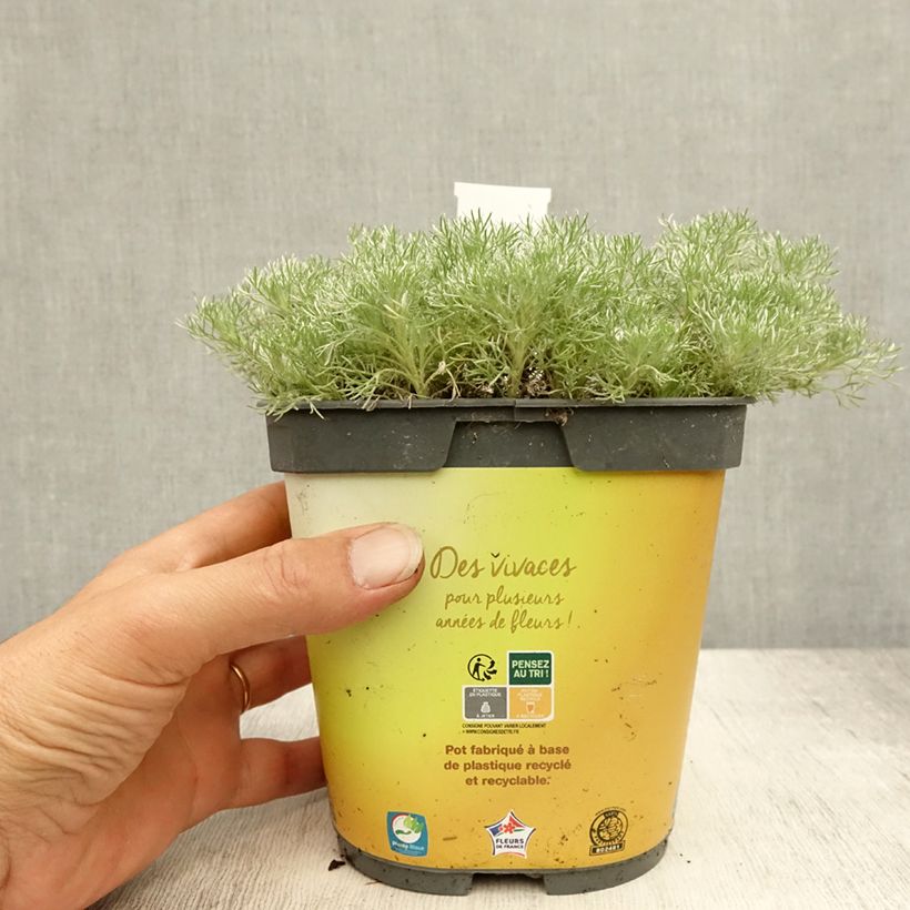Esemplare di Cotula hispida Vaso da 2L/3L consegnato in estate