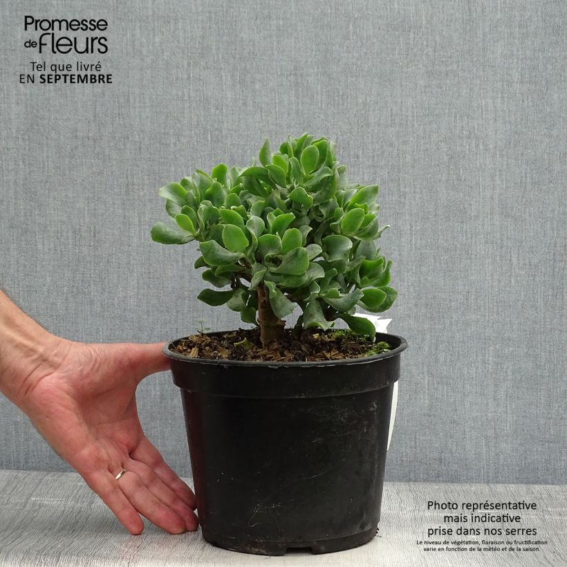 Esemplare di Crassula arborescens Curly Grey Vaso da 3L/4L come consegnato in autunno