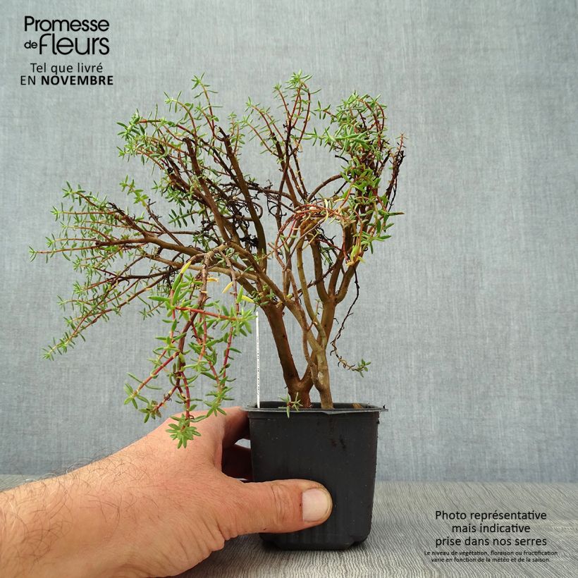 Esemplare di Crassula sarcocaulis Vasetto da 8/9 cm come consegnato in autunno