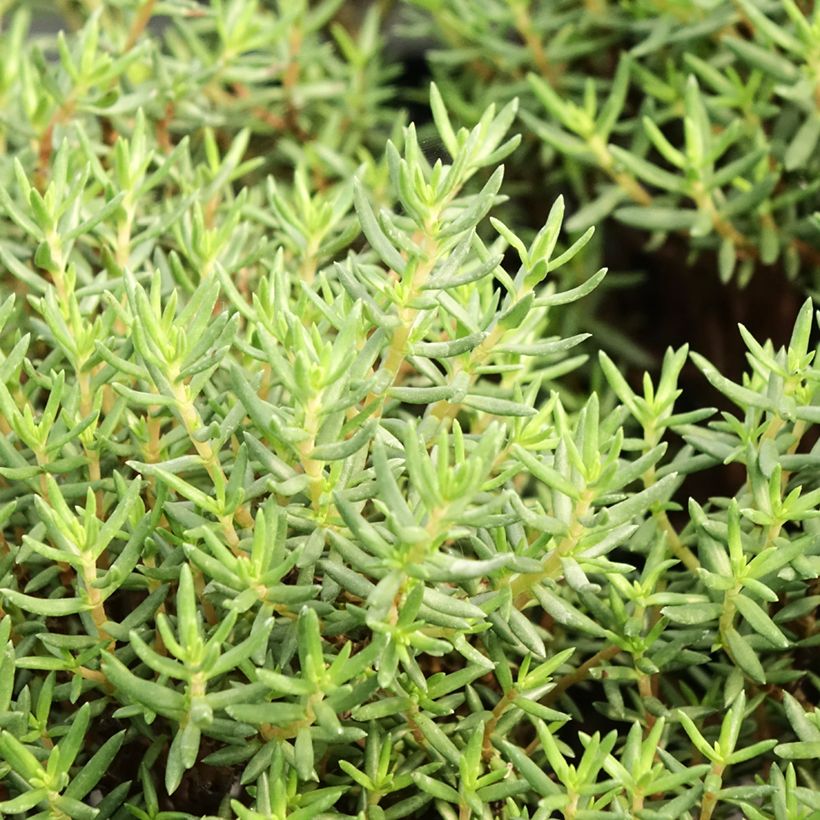 Crassula sarcocaulis (Fogliame)