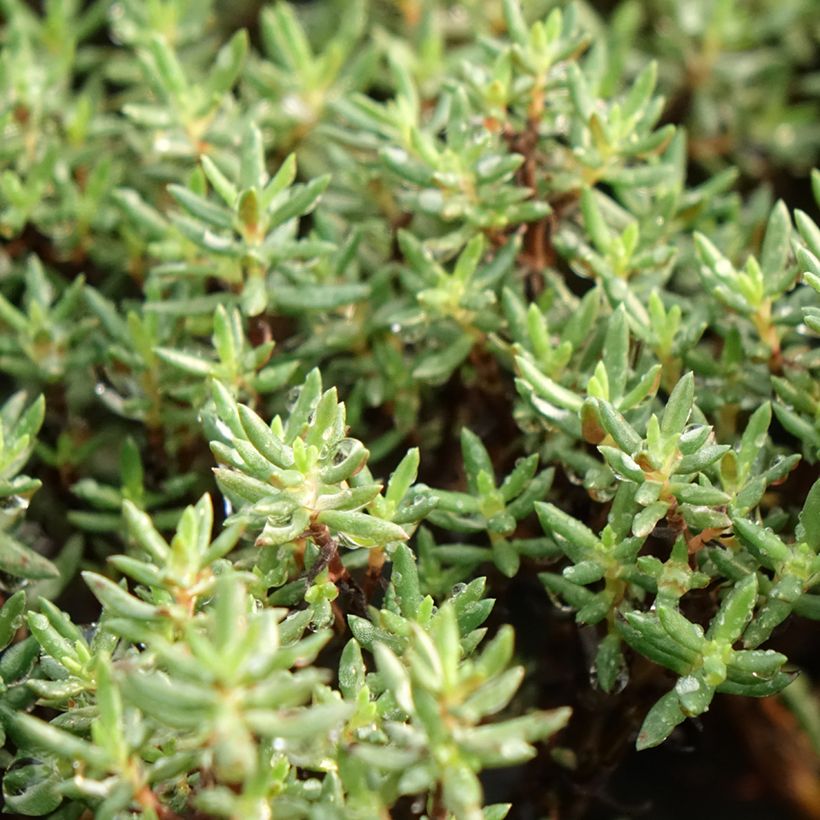 Crassula sarcocaulis (Fogliame)