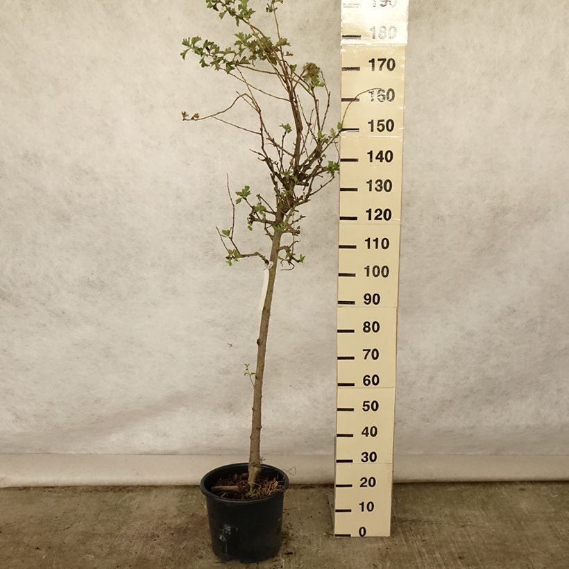 Esemplare di Crataegus azarolus - Azzeruolo Vaso da 12L/15L consegnato in estate
