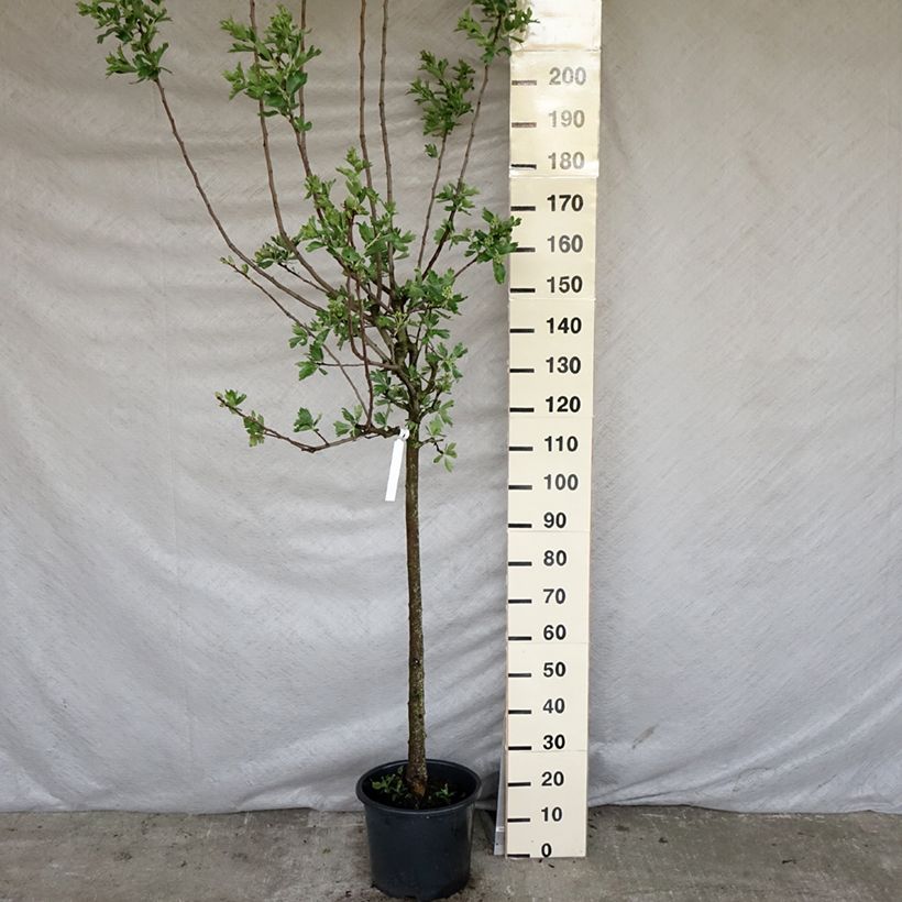 Crataegus azarolus - Azzeruolo Vaso da 12L/15L esemplare consegnato in primavera