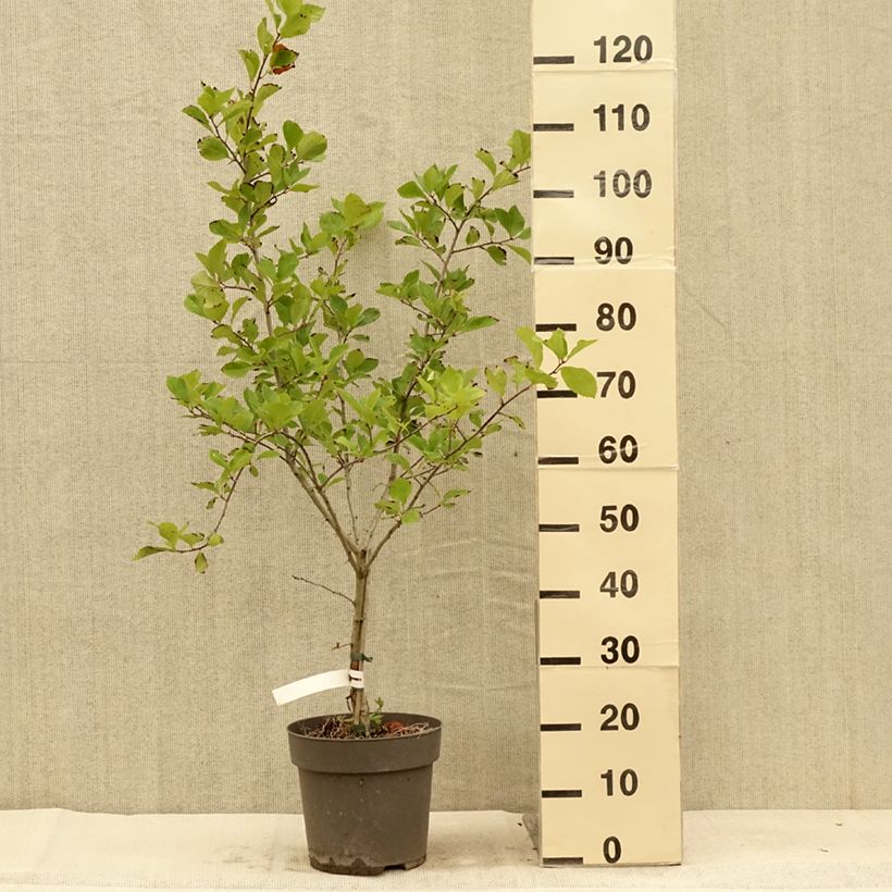 Esemplare di Crataegus crus-galli - Biancospino piè di gallo Vaso da 6L/7L consegnato in estate
