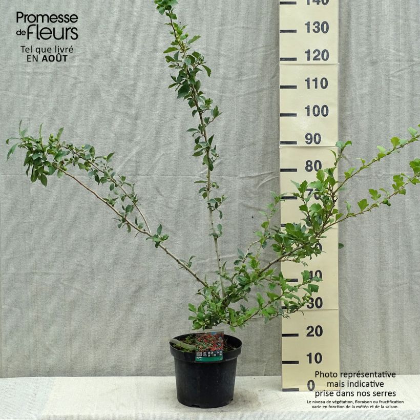 Esemplare di Crataegus grignonensis Vaso da 7,5L/10L consegnato in estate