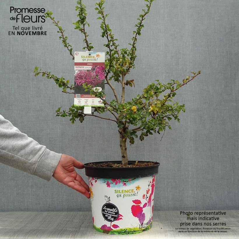 Esemplare di Crataegus laevigata Rosea Flore Pleno Vaso da 7,5L/10L come consegnato in autunno