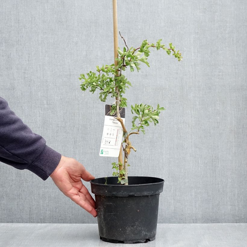 Crataegus monogyna Flexuosa Vaso da 3L/4L esemplare consegnato in primavera