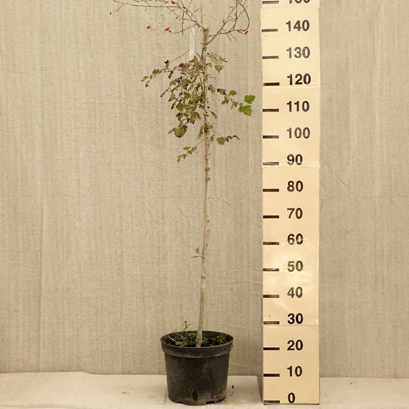 Esemplare di Crataegus monogyna Gireoudii Vaso da 12L/15L come consegnato in autunno