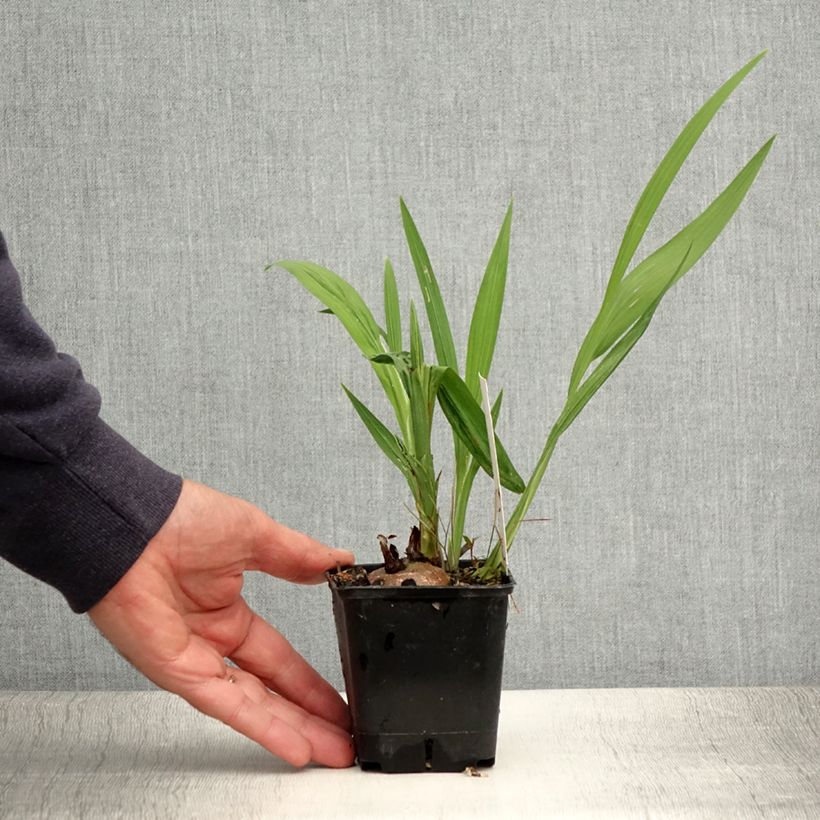 Esemplare di Crocosmia masoniorum Lucifer Vasetto da 8/9 cm consegnato in estate
