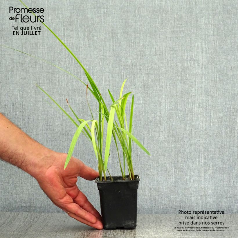 Esemplare di Crocosmia crocosmiiflora Météore Vasetto da 7/8 cm consegnato in estate