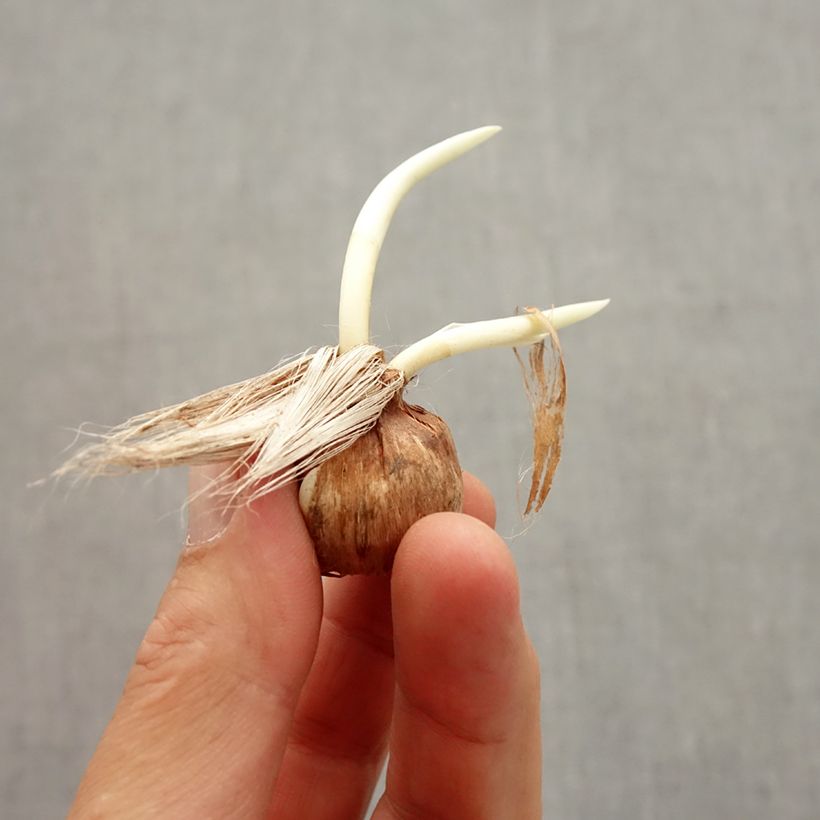 Esemplare di Crocus Pickwick - Croco Bulbo taglia 8+ come consegnato in autunno
