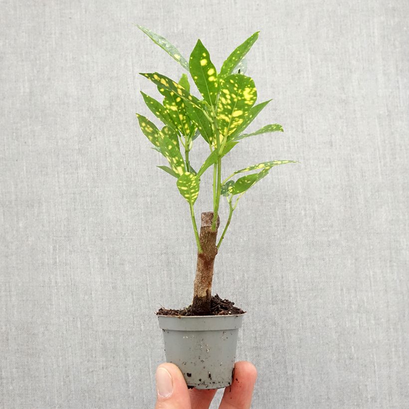 Codiaeum aucubaefolia - Croton Mini-plante esemplare consegnato in primavera