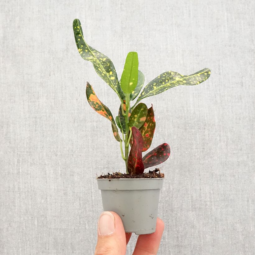 Codiaeum Mammie - Croton Mini-plante esemplare consegnato in primavera