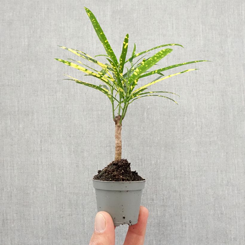 Codiaeum Pictum - Croton Mini-plante esemplare consegnato in primavera