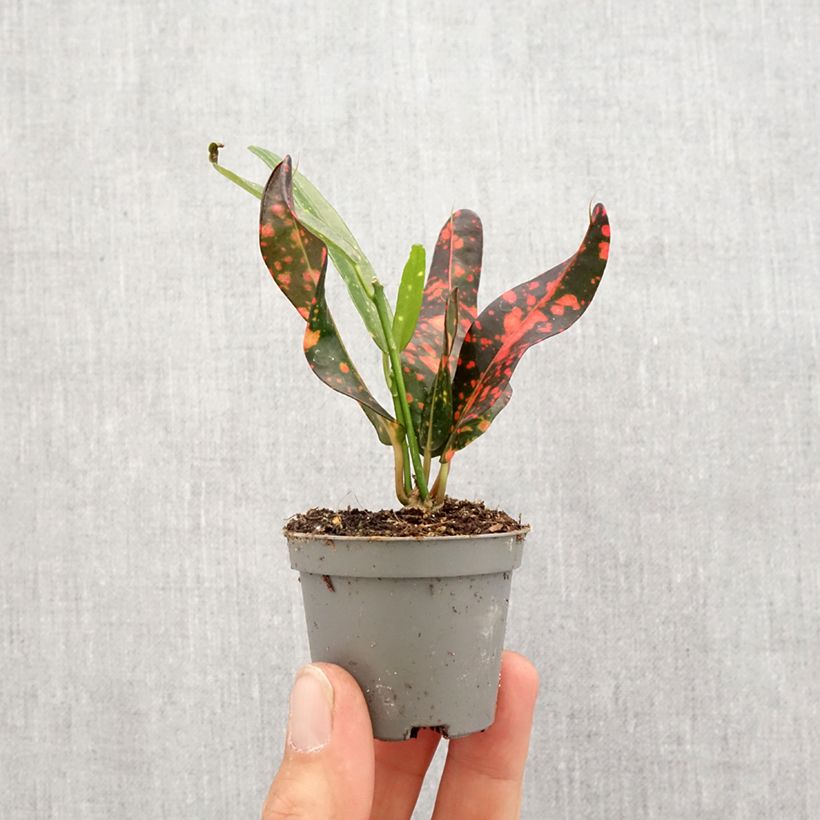 Codiaeum Red Batik - Croton Mini-plante esemplare consegnato in primavera