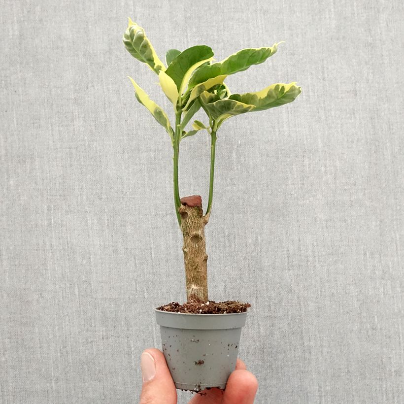 Codiaeum Tamara - Croton Mini-plante esemplare consegnato in primavera