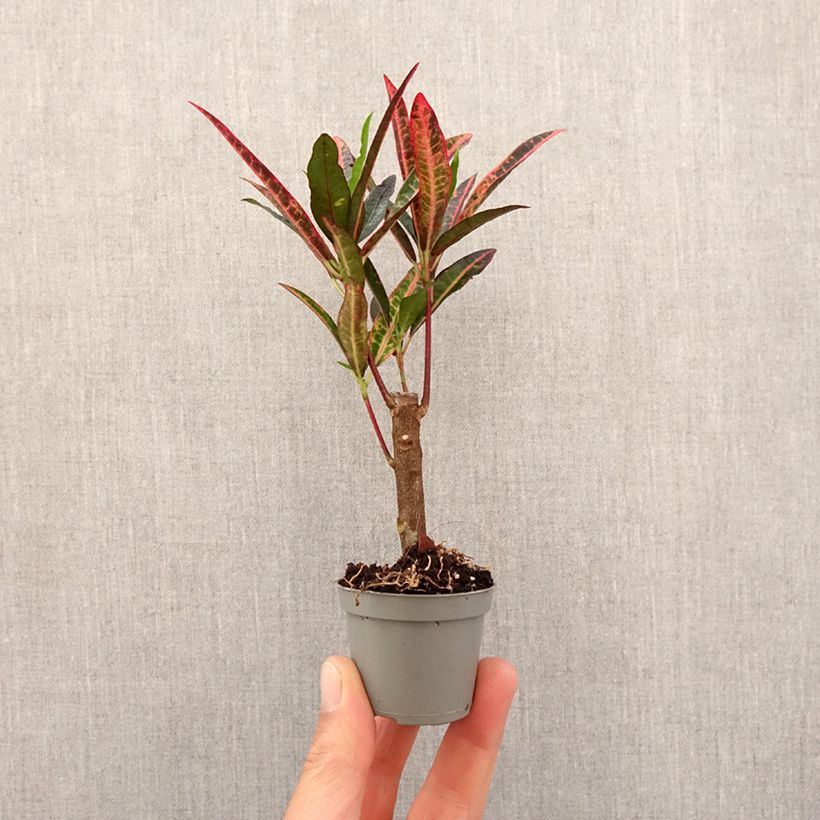 Codiaeum variegatum Excurrens - Croton Mini-plante esemplare consegnato in primavera