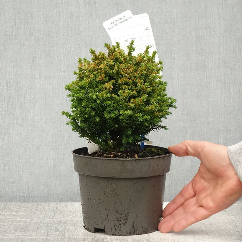 Cryptomeria japonica Compressa - Cedro del Giappone Vaso da 2L/3L esemplare consegnato in primavera