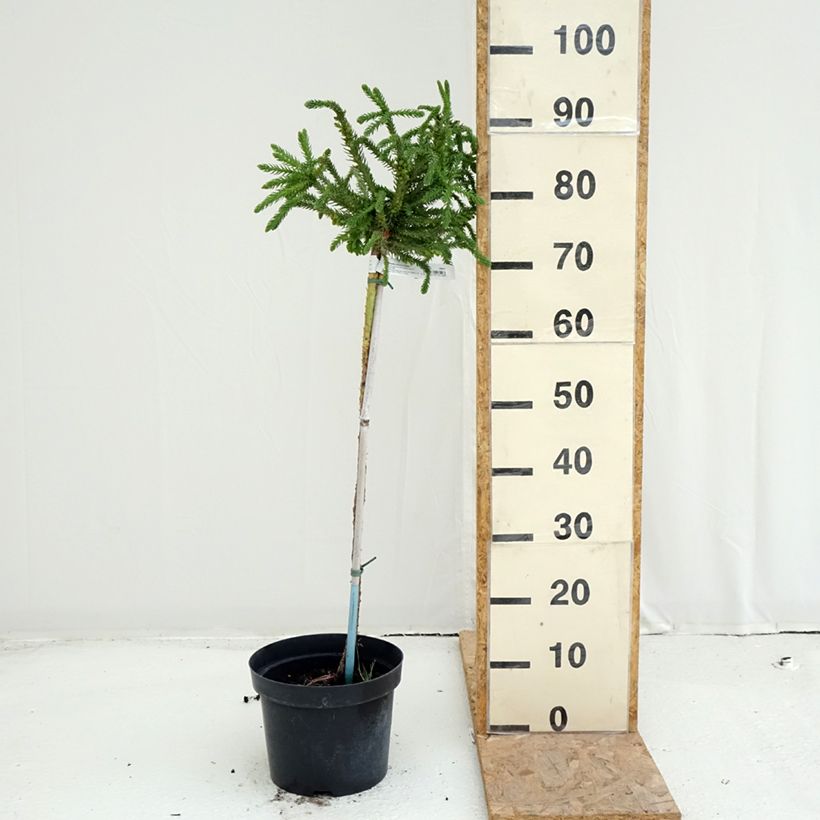 Esemplare di Cryptomeria japonica Dinger - Cedro del Giappone Vaso da 4L/5L consegnato in estate
