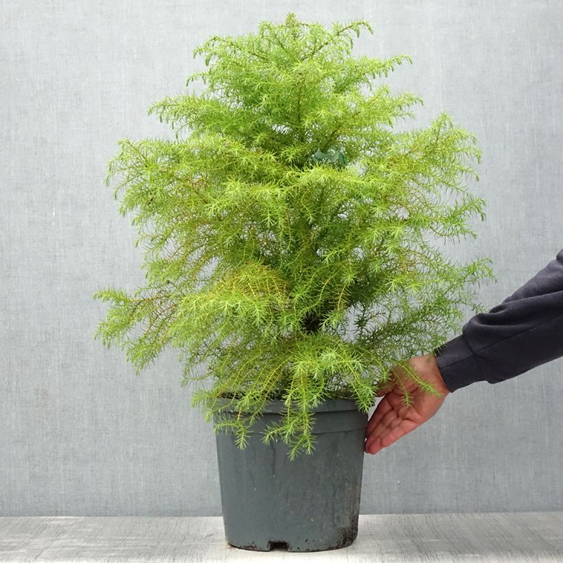 Esemplare di Cryptomeria japonica Elegans - Cedro del Giappone Vaso da 7,5L/10L consegnato in estate