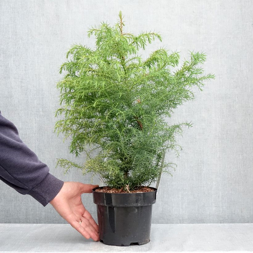 Cryptomeria japonica Elegans Viridis - Cedro del Giappone Vaso da 2L/3L esemplare consegnato in primavera