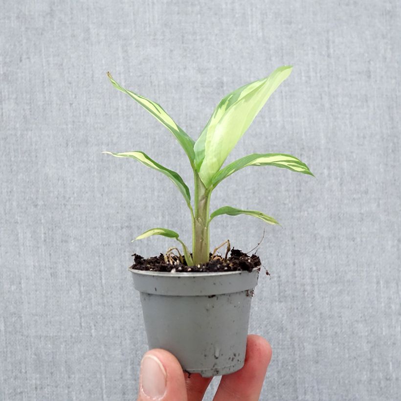 Ctenanthe Golden Mosaic Mini-plante esemplare consegnato in primavera