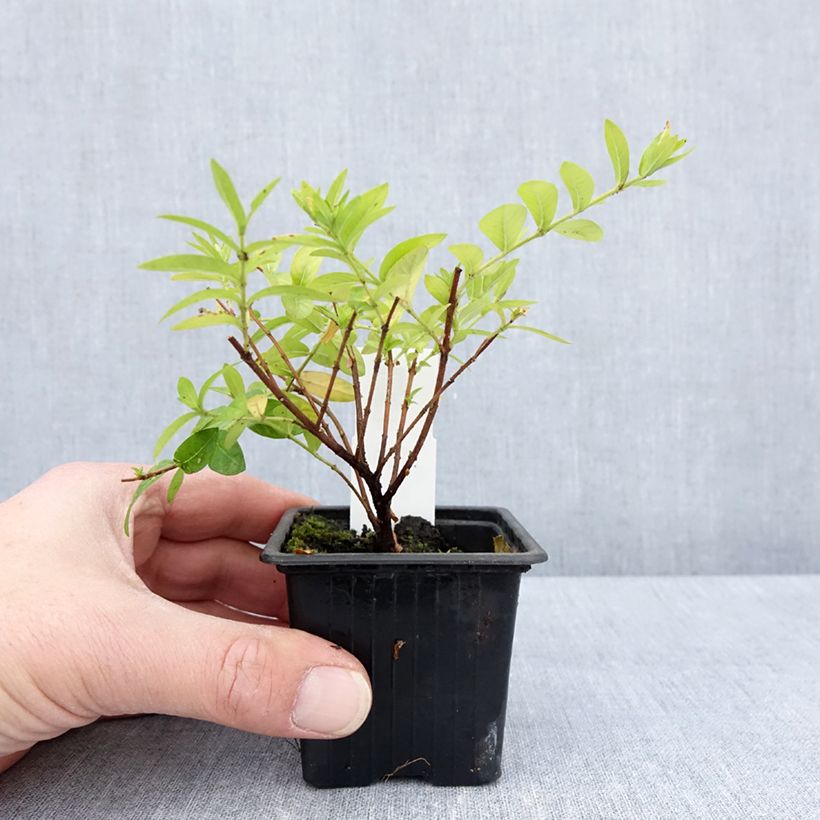 Cuphea hyssopifolia Purple - Fausse bruyère, Etoile du Mexique en godet 8/9cm esemplare consegnato in primavera