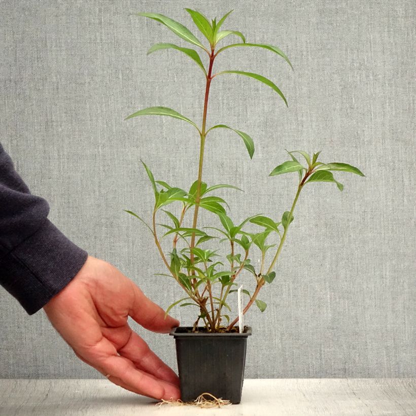 Esemplare di Cuphea micropetala Vasetto da 8/9 cm consegnato in estate