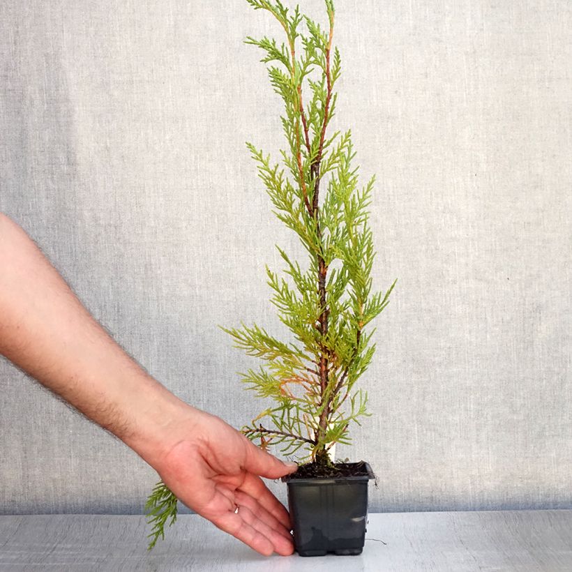 Esemplare di Cupressocyparis leylandii 2001 - Cipresso di Leyland Vasetto da 8/9 cm consegnato in estate