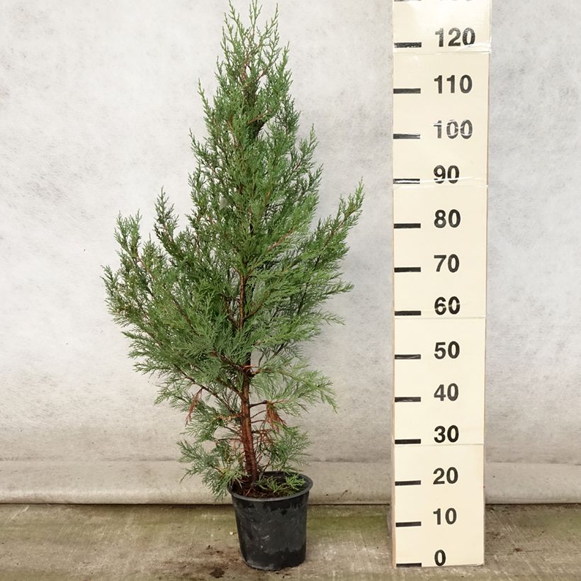 Esemplare di Cupressocyparis leylandii 2001 - Cipresso di Leyland Vaso da 4L/5L consegnato in estate