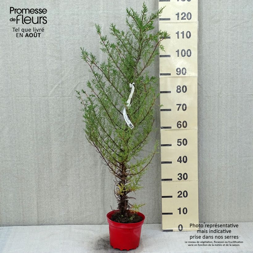 Esemplare di Cupressus macrocarpa Vaso da 2L/3L consegnato in estate