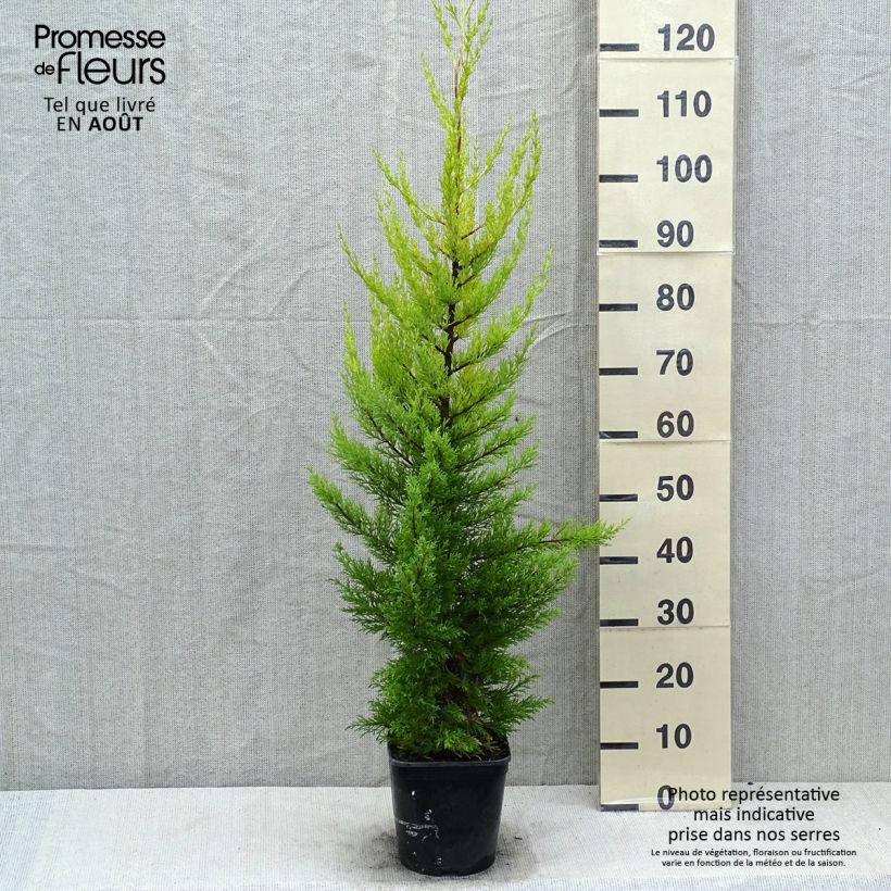 Esemplare di Cupressus macrocarpa Goldcrest Vaso da 4L/5L consegnato in estate
