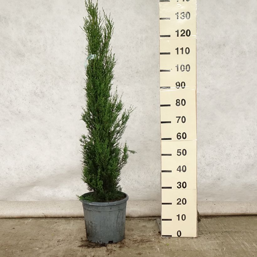Esemplare di Cupressus sempervirens var. stricta - Cipresso comune Vaso da 7,5L/10L consegnato in estate