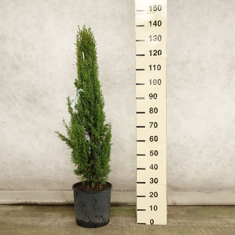 Esemplare di Cupressus sempervirens var. stricta Totem - Cipresso comune Vaso da 7,5L/10L consegnato in estate