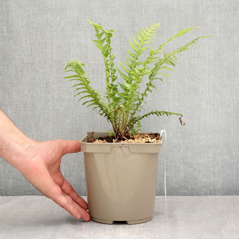 Esemplare di Cyathea cooperi - Felce arborea Vaso da 2L/3L consegnato in estate
