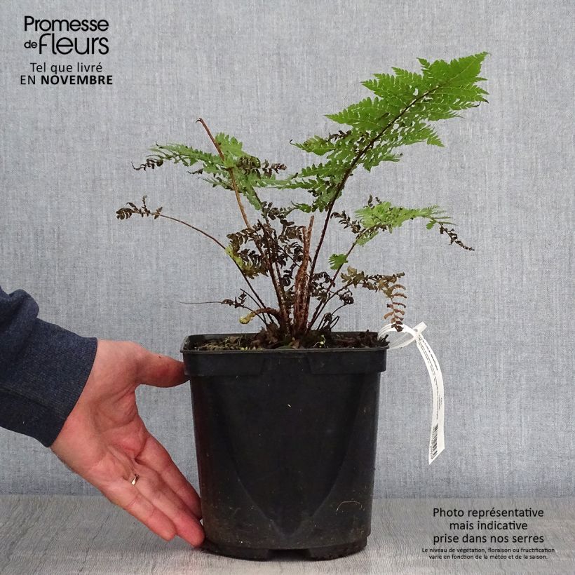 Esemplare di Cyathea dealbata - Felce d'Argento Vaso da 2L/3L come consegnato in autunno