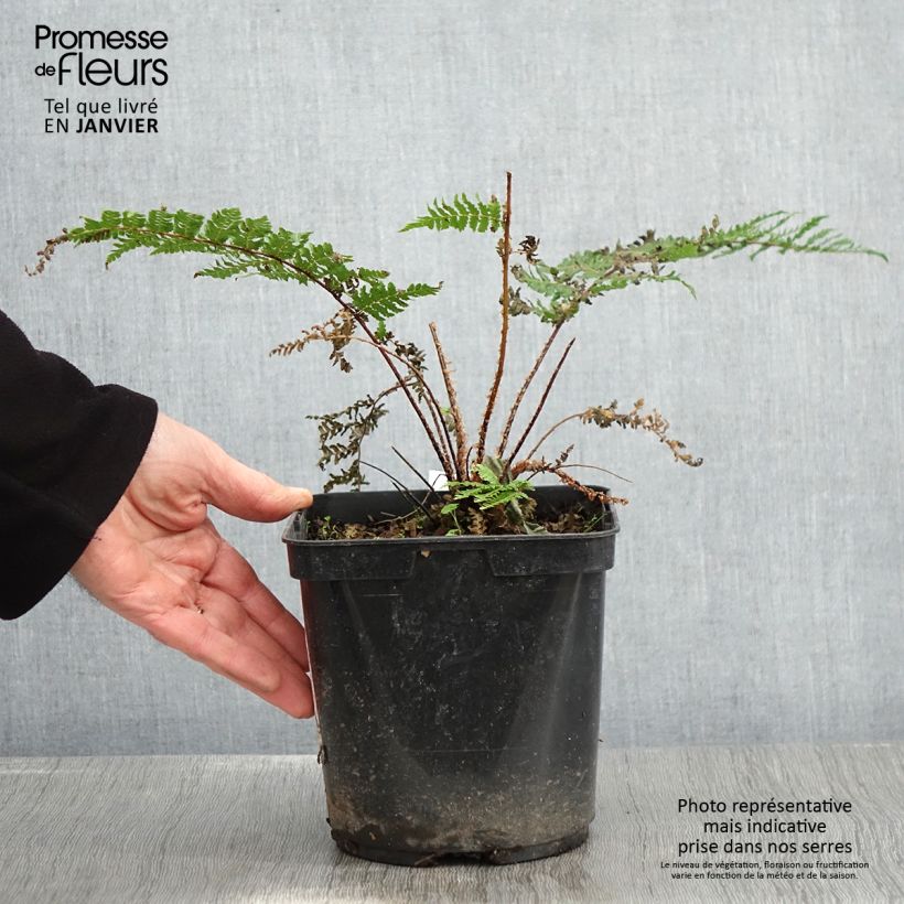 Cyathea dealbata - Felce d'Argento Vaso da 2L/3L esemplare consegnato in inverno