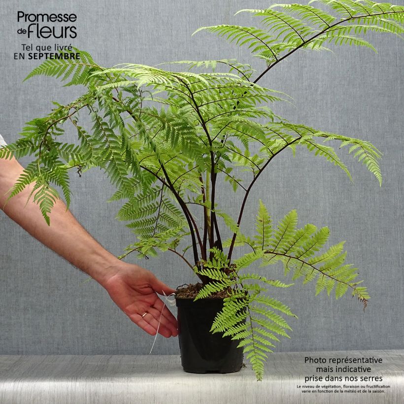 Esemplare di Cyathea medullaris - Felce nera Vaso da 2L/3L come consegnato in autunno