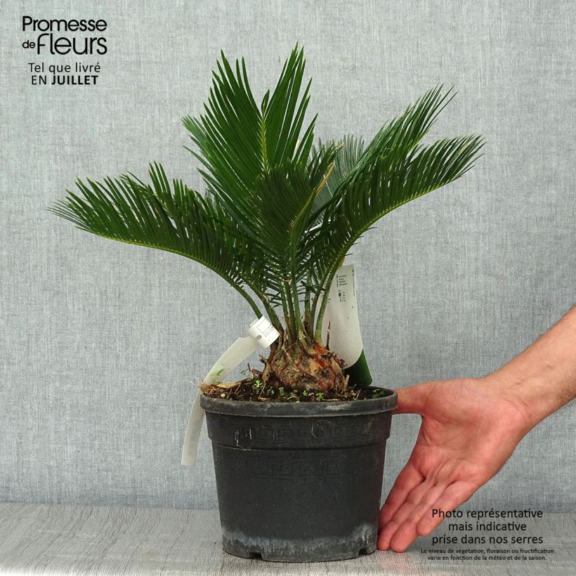 Esemplare di Cycas revoluta - Cycas del Giappone Vaso da 2L/3L consegnato in estate