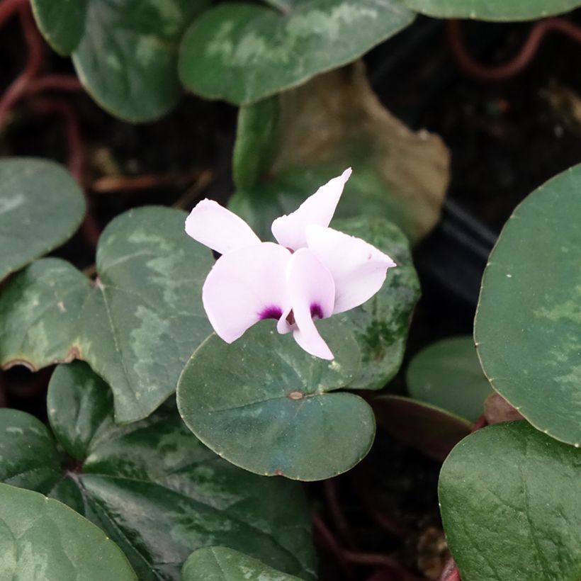 Ciclamino coum rosea (Fioritura)