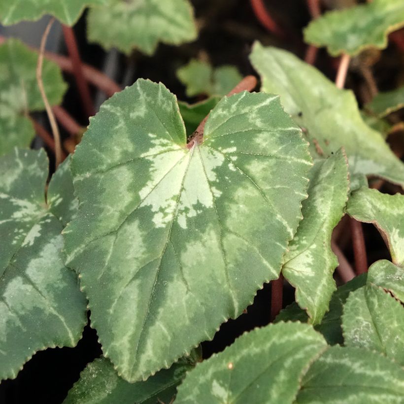 Cyclamen hederifolium (Fogliame)