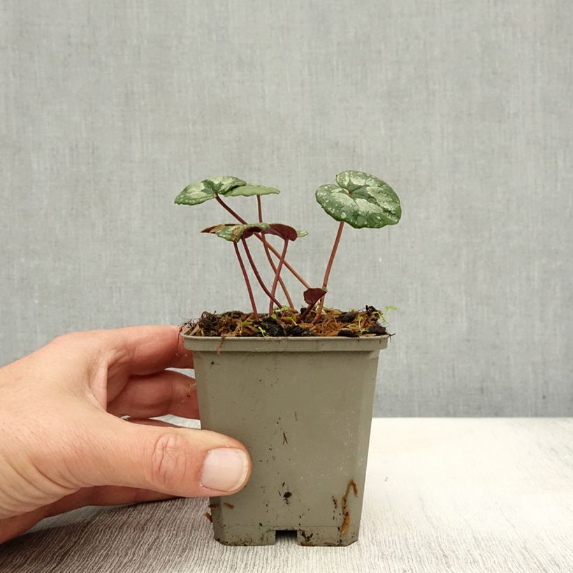 Esemplare di Cyclamen pseudibericum - Ciclamino Vasetto da 8/9 cm taglia 9 come consegnato in autunno