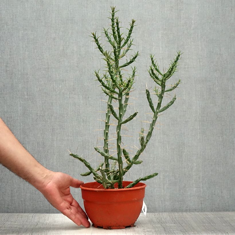 Esemplare di Cylindropuntia kleiniae Vaso da 2L/3L consegnato in estate
